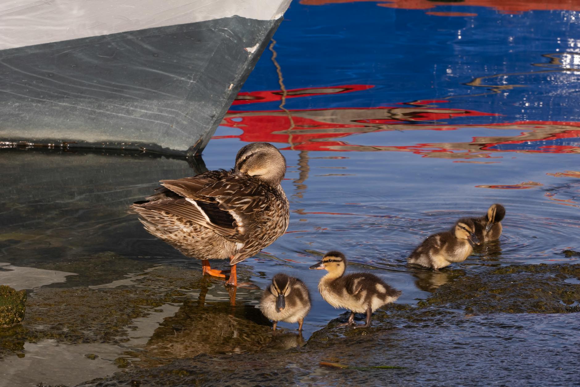 mallard duck and her ducklings