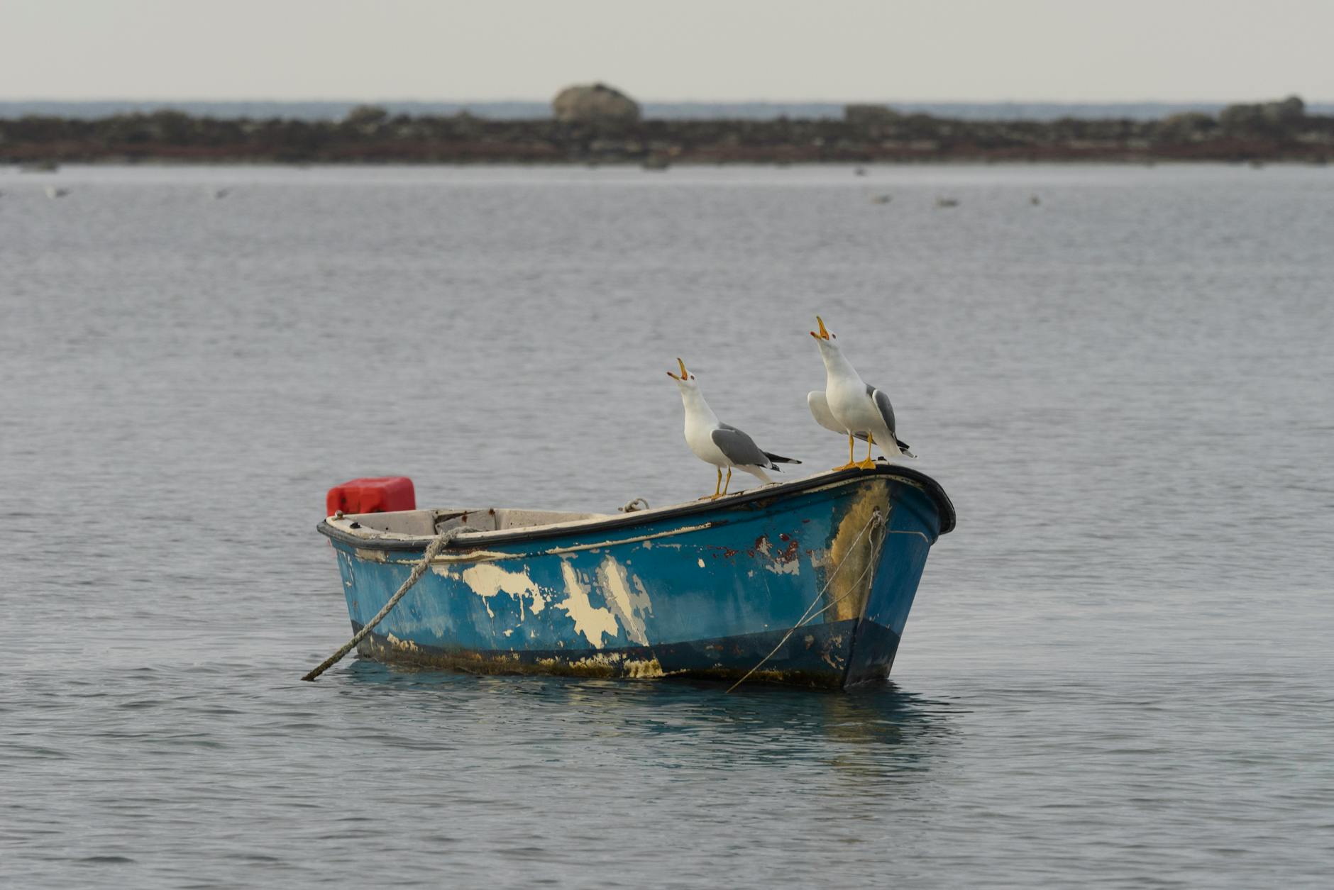 seagulls on a boat